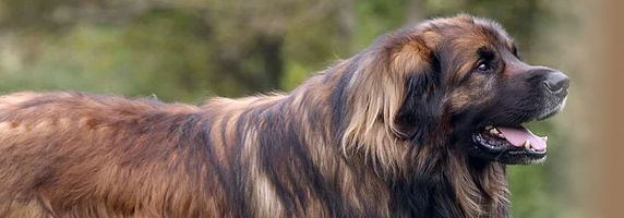 Leonberger von den kleinen Seen